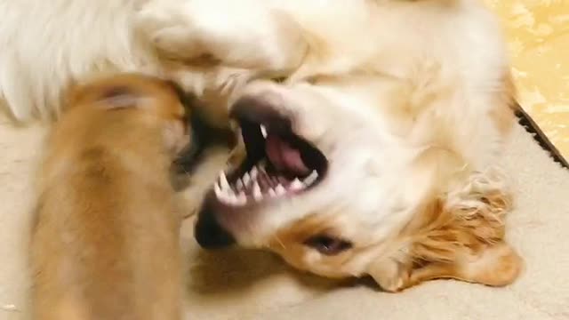 A large dog playing with a puppy 2 (Golden Retriever)