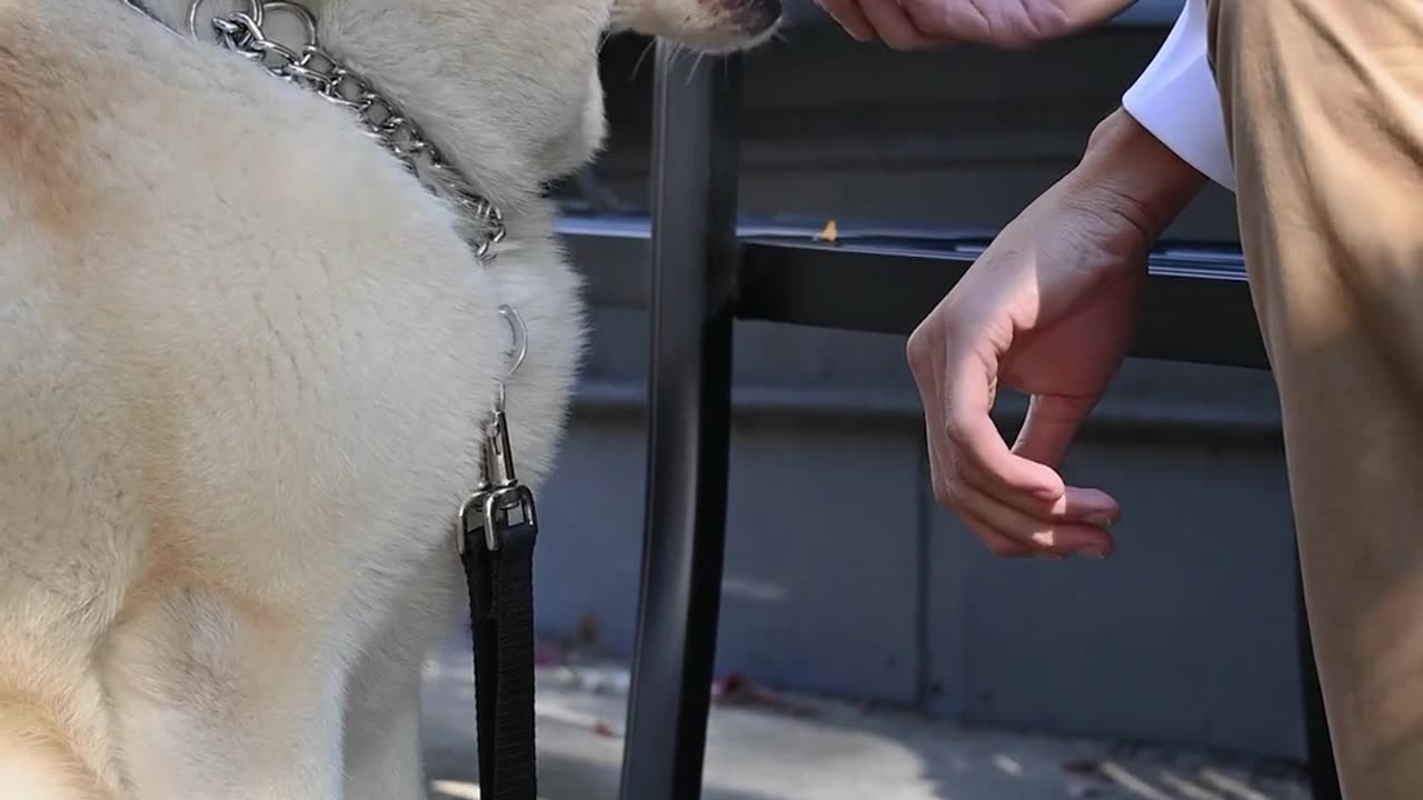 "Pawsitively Beautiful: Mastering Dog Training for a Happy and Obedient Companion!"