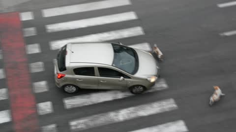 Determined dogs refuse to allow car to drive off