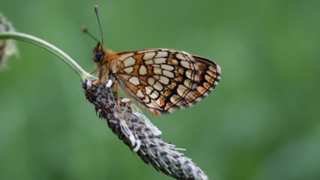 BUTTERFLY MACRO !!! BEAUTIFUL !! MARVELLOUS !!!