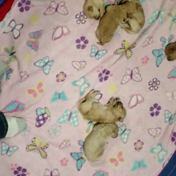 Mia's puppies. Too cute.