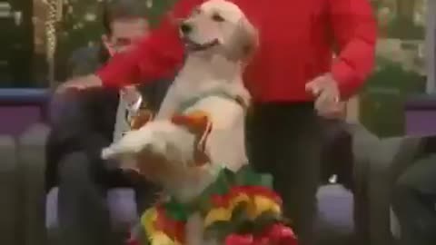 Best Dog Dance on LIVE TV !!!