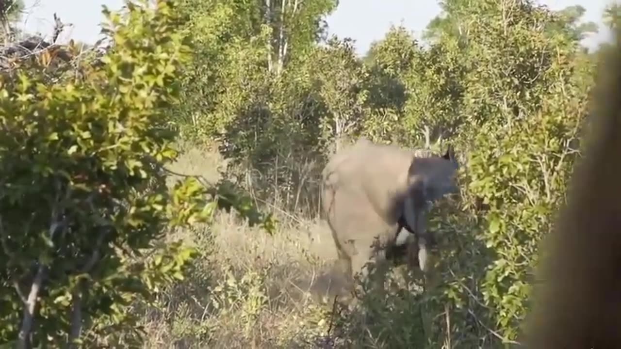 Warthog's Wrath: 10 Dramatic Leopard Defeats in Protecting Their Young