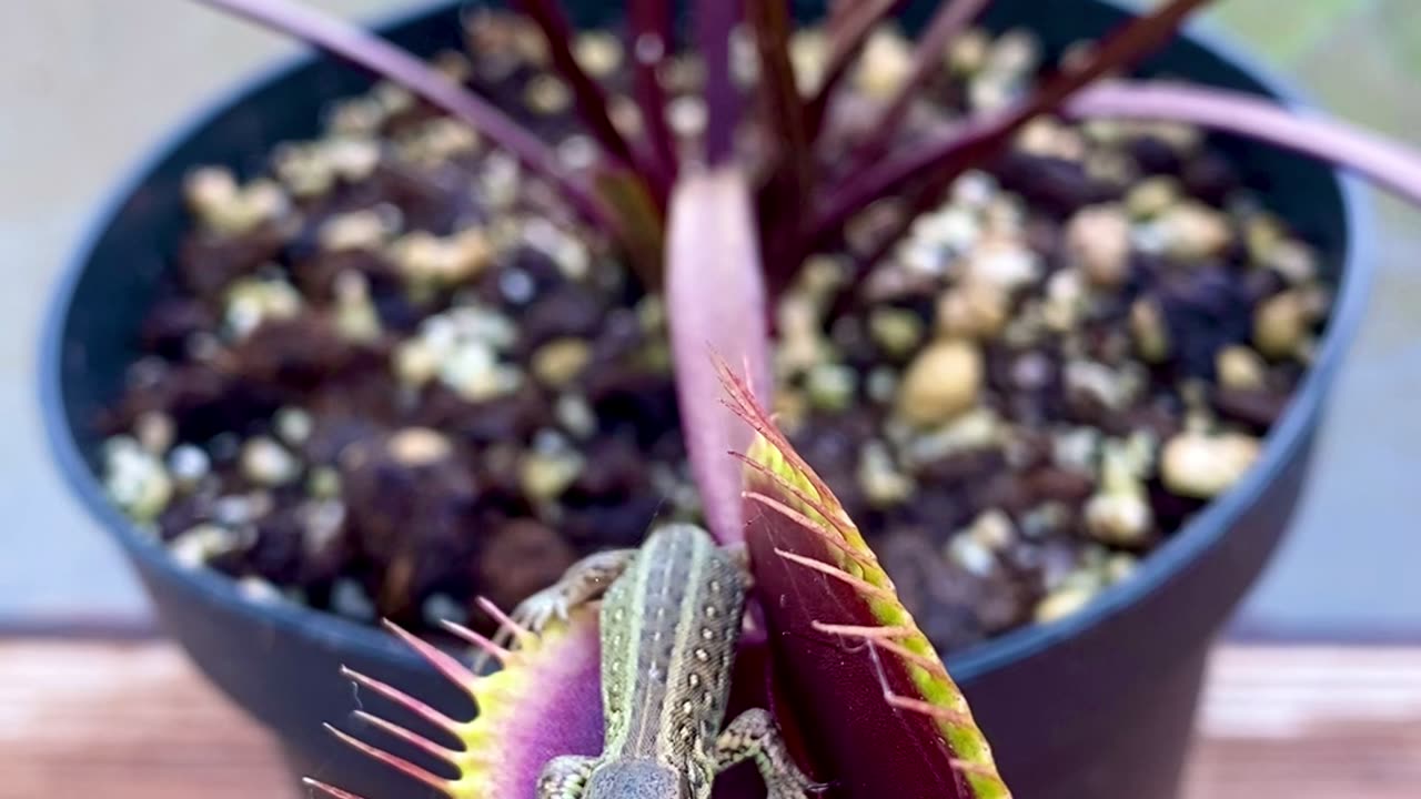 Venus Flytrap Catches Lizard