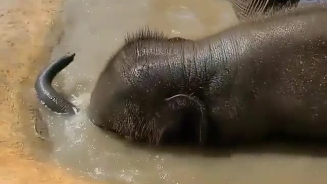 cute baby elephant behavior when bathing