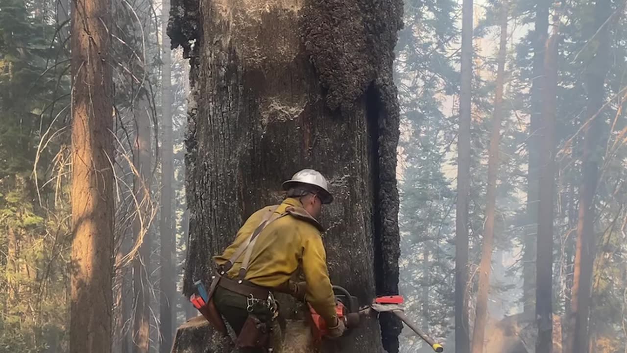 Cut down the 400years old Tree