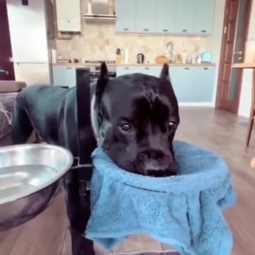 Dog has learned to dry his mouth after drinking.. 😊