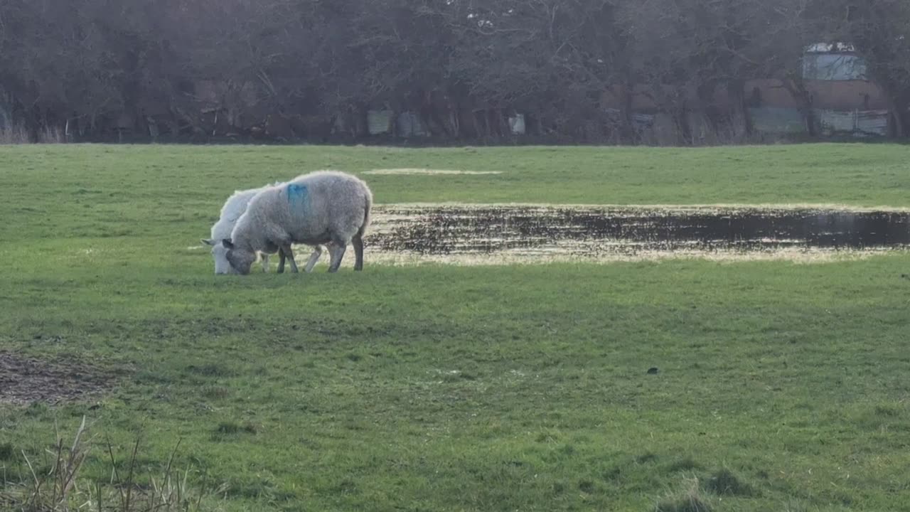 Two Sheep In A Field In Wales