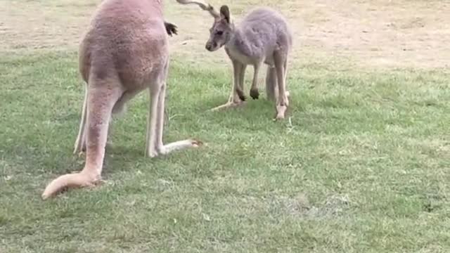 The kangaroo