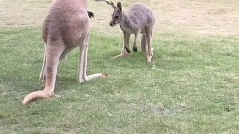 The kangaroo