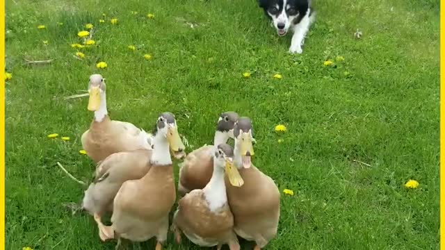 Trained dogs and ducks........