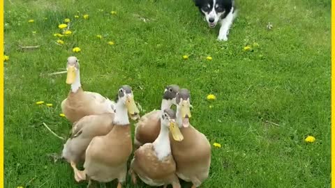 Trained dogs and ducks........