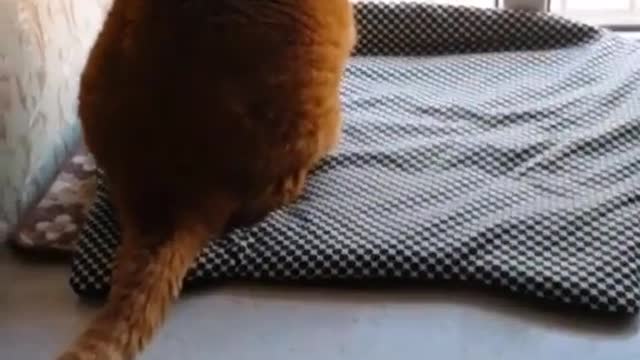 FunnyCatsToday,Funny Cat You Might Never See Before, part126