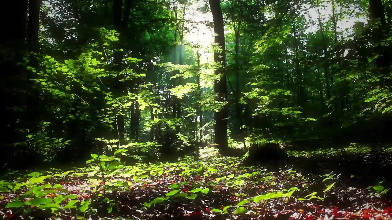 Nature Therapy- Relaxing Full Motion Forestry with