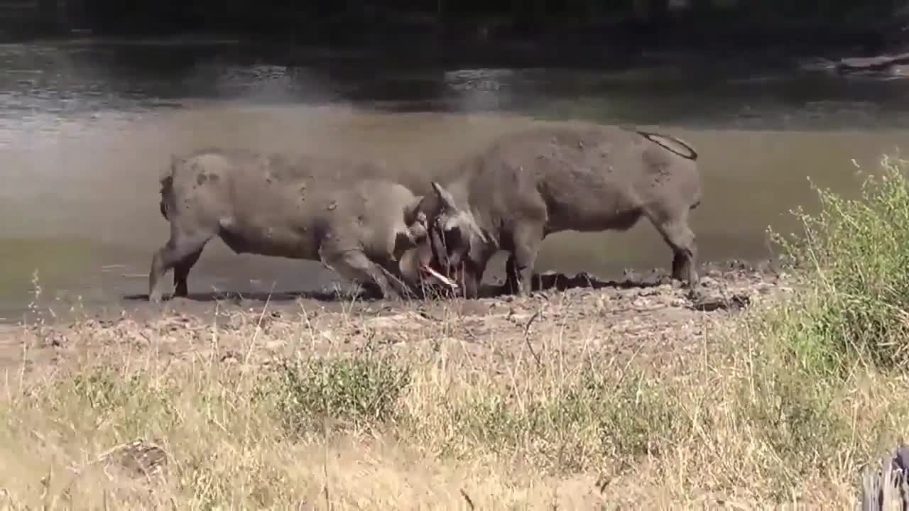 Fighting animal compilation