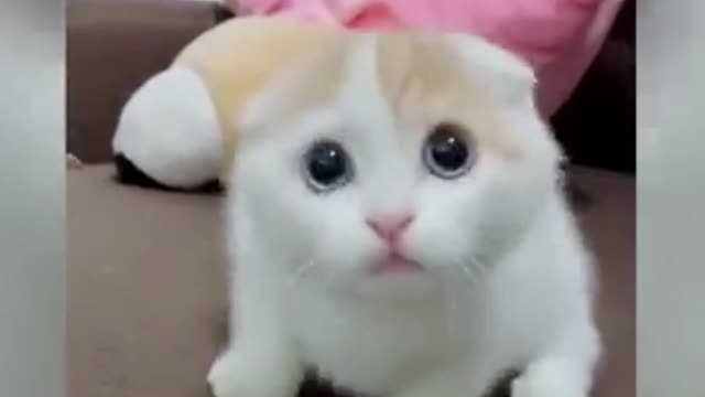 Funniest cat part -14