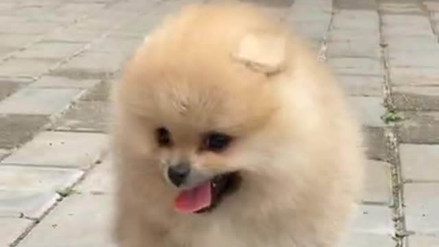 Try not to laugh | Cute baby animals Videos Compilation | Cutest Puppies | Funny Dogs