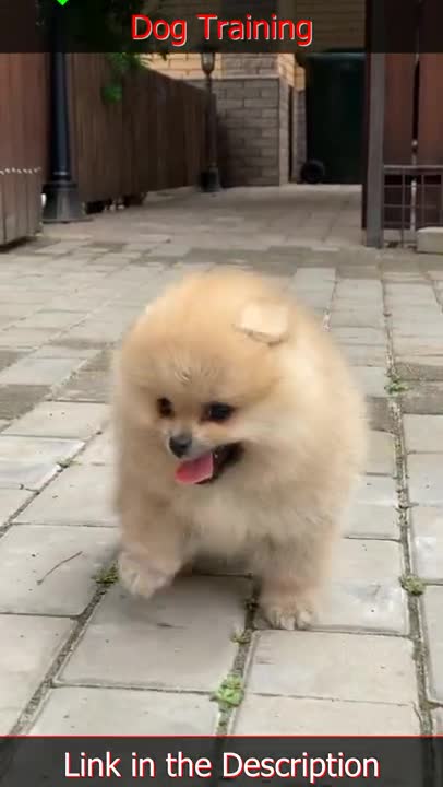 Try not to laugh | Cute baby animals Videos Compilation | Cutest Puppies | Funny Dogs