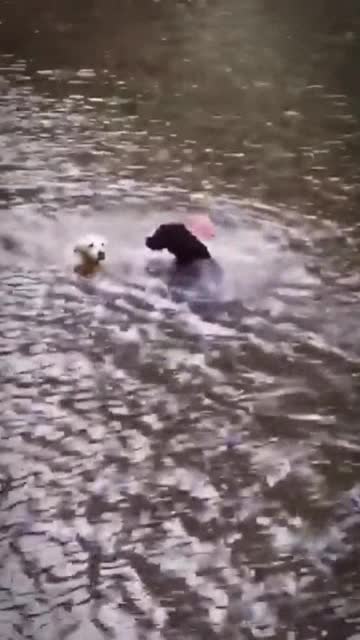 Man's most devoted friend