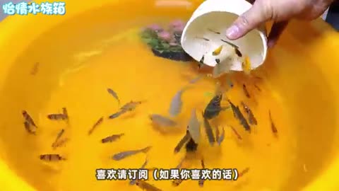 small fish in water