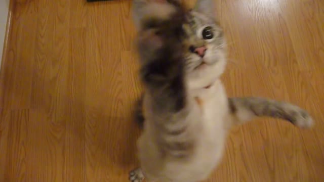 Cute House Cat Begging