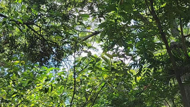Single Butterfly Quick Video