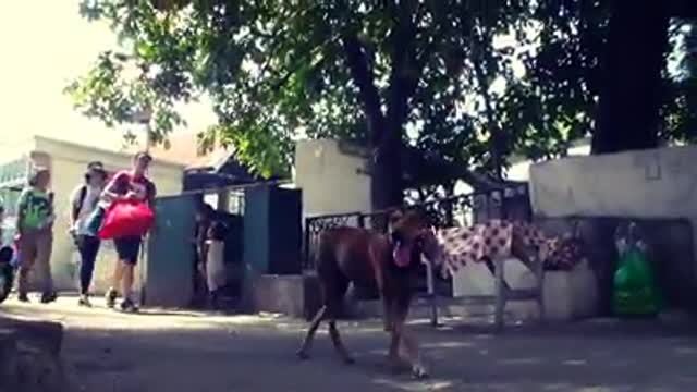 Una mujer dedica su vida a cuidar perritos hambrientos y enfermitos que viven en un cementerio