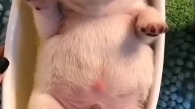 So cute puppy sleeping