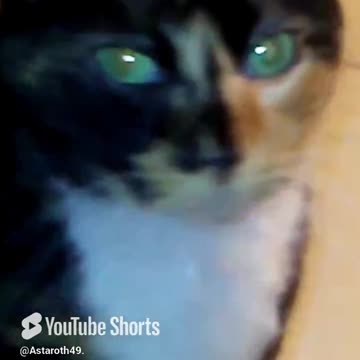 She's hogging all the food! #youtubecatshorts