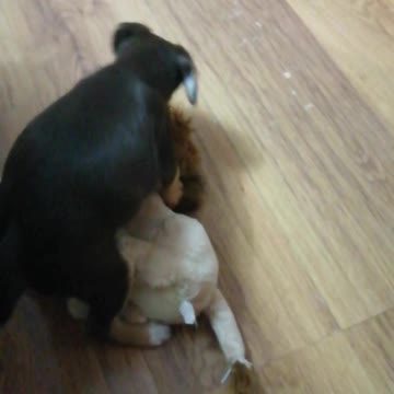 Battle of the dog and the lion