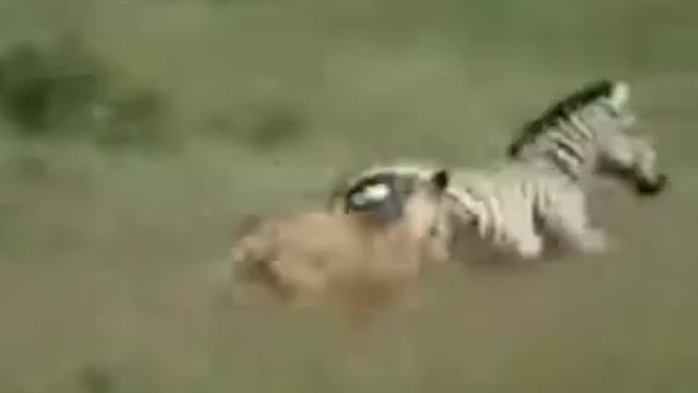 Nile Crocodile vs African Lion - Crocodile attacks and kills another lion._Cut.mp4