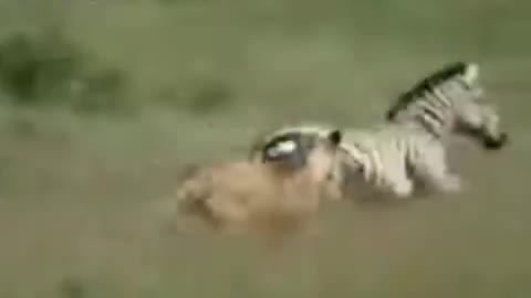 Nile Crocodile vs African Lion - Crocodile attacks and kills another lion._Cut.mp4