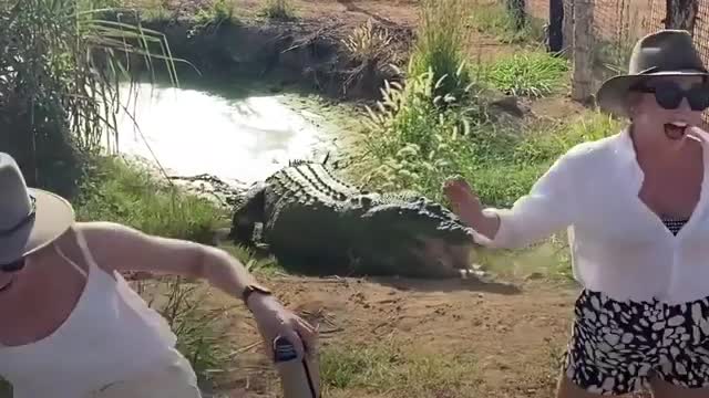 scary moments in Safari Trips Caught On Camera