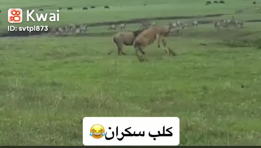 Watch and you will not regret a dog defying lions