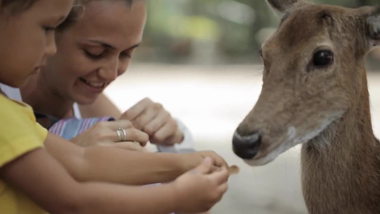 Mother with little daughter feeding a deers