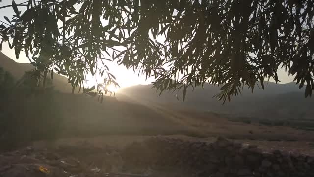 Sunlight Peeking Through Leaves of a Tree