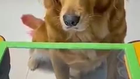 🤣 Funniest 🐶 Dogs - Awesome Funny Pet Animals Videos 😇 #shorts