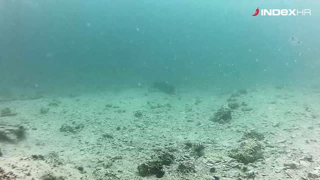 Šibenik: Rijetka i ugrožena vrsta morske kornjače