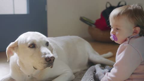 Cute baby petting a big white dog