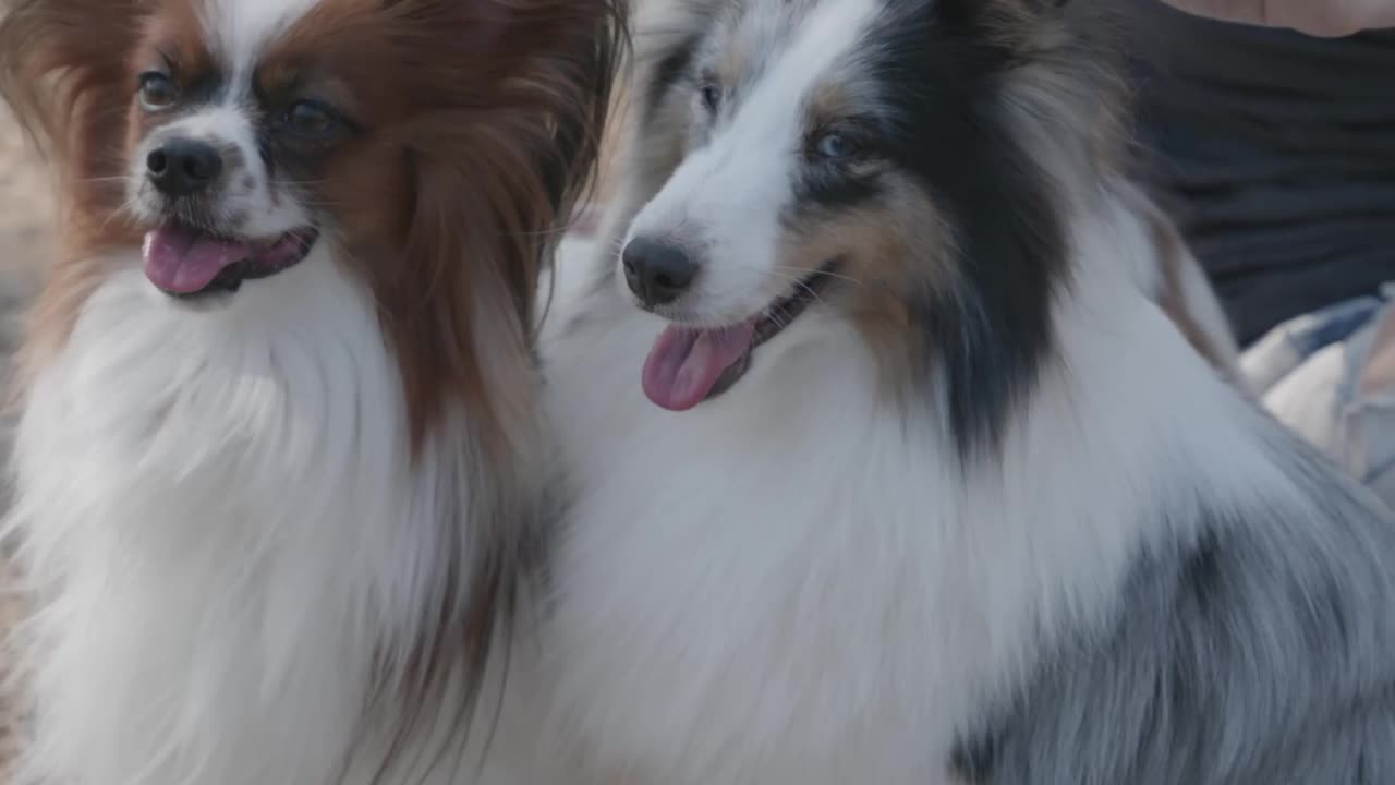 Cute dogs playing with owner