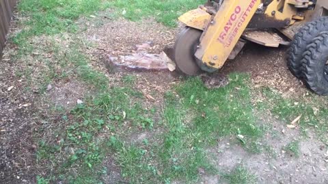 Stump grinder in action