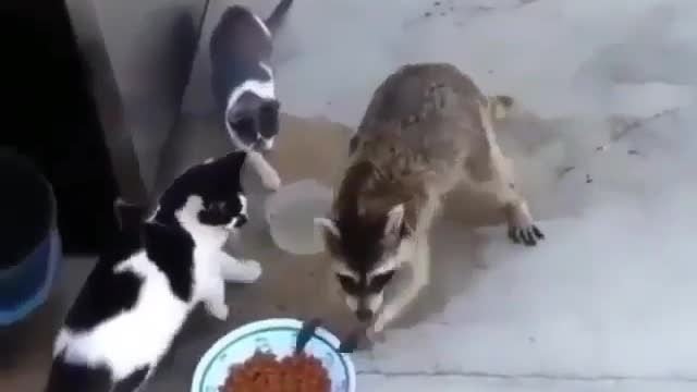 The raccoon next door came to steal it again