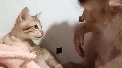 Funny animals Video😆😆😅 #3