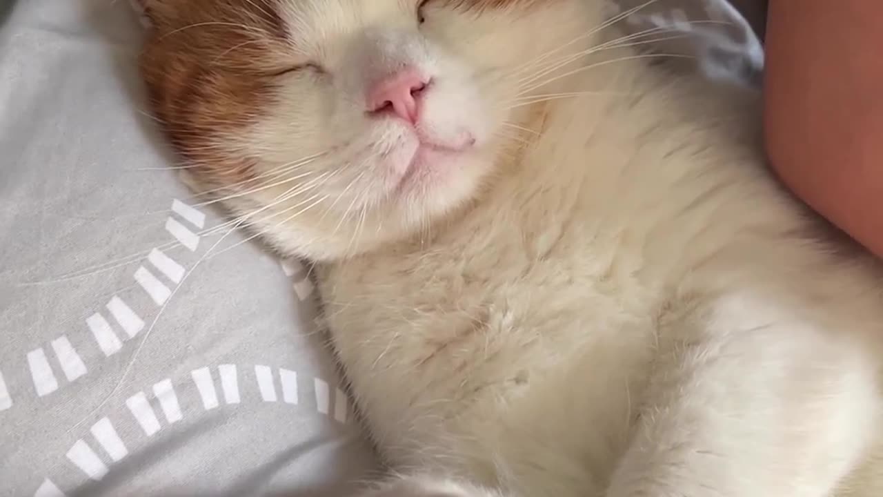 Where your cat usually sleep with you?