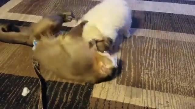 Adorable momento de juego entre mono y cachorro