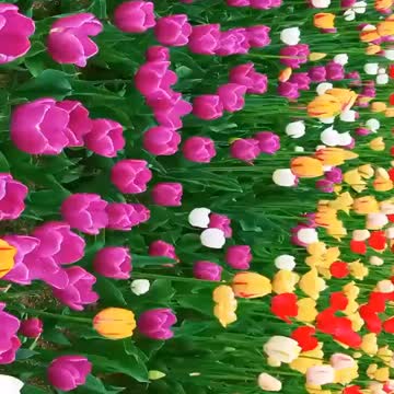 Beautyful flower in the village