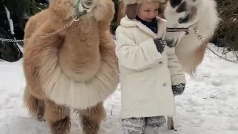 Little girl adorable poses with pair of alpacas