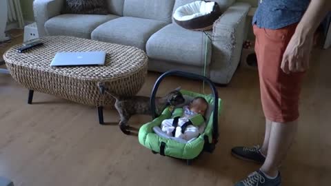CATS AND BABIES THE FIRST MEETING NO ONE FORGETS
