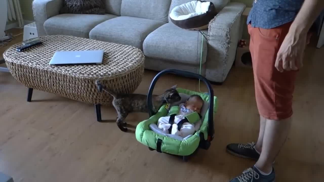 CATS AND BABIES THE FIRST MEETING NO ONE FORGETS