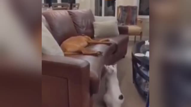 Who just touched meππ | Funny dog and cat video